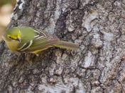 Aransas National Wildlife Refuge