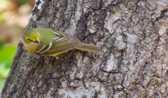 Aransas National Wildlife Refuge