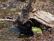 Aransas National Wildlife Refuge