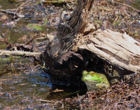Aransas National Wildlife Refuge