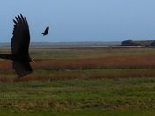 Aransas National Wildlife Refuge