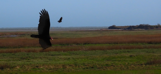 Aransas National Wildlife Refuge