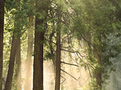 Yosemite National Park