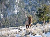 Yellowstone National Park