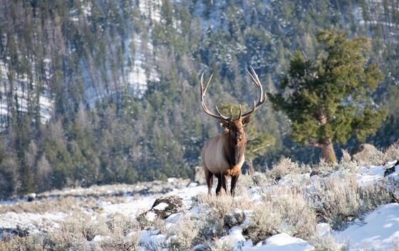 Yellowstone National Park