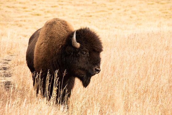 Yellowstone National Park