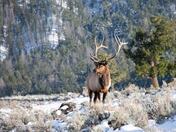 Yellowstone National Park