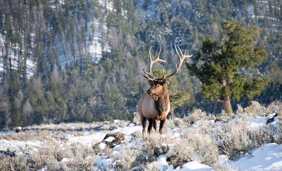 Yellowstone National Park