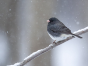 Dark Eyed Junco during snowfall