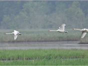 Bombay Hook NWR