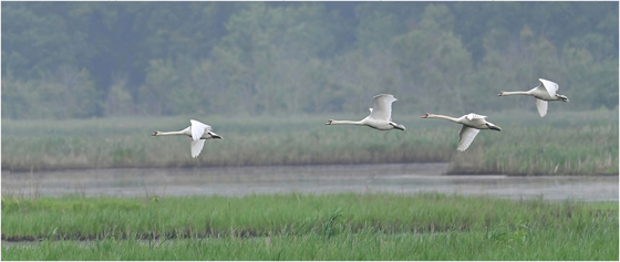 Bombay Hook NWR