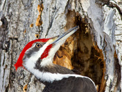 Pileated woodpecker