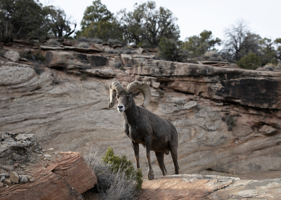 Colorado National Monument