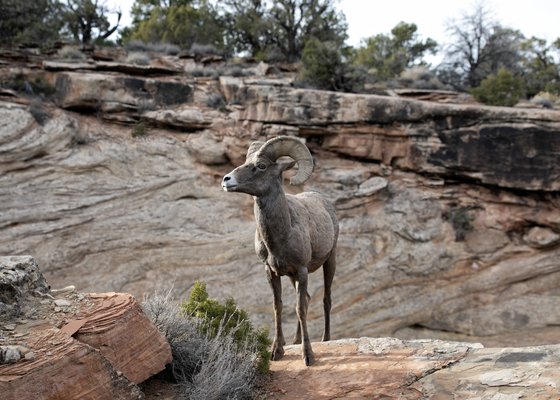 Colorado National Monument