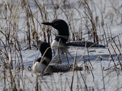 Loons
