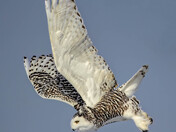 Swoop!