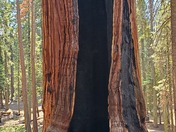 Sequioa National Park