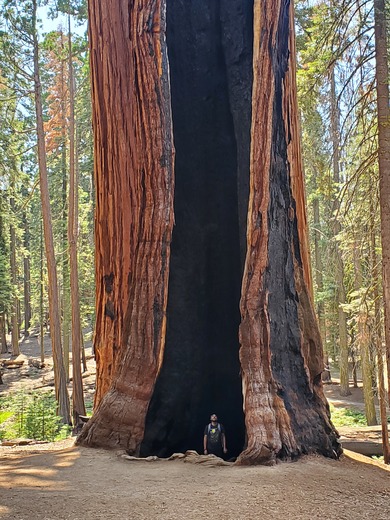 Sequioa National Park
