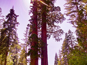 SEQOIA NATIONAL PARK