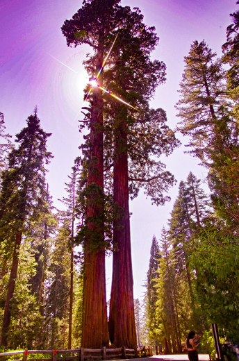 SEQOIA NATIONAL PARK