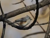 tufted titmouse / mésange bicolore