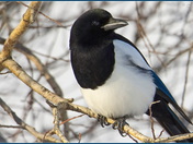 Black-billed Magpie