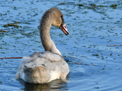 Cygnet