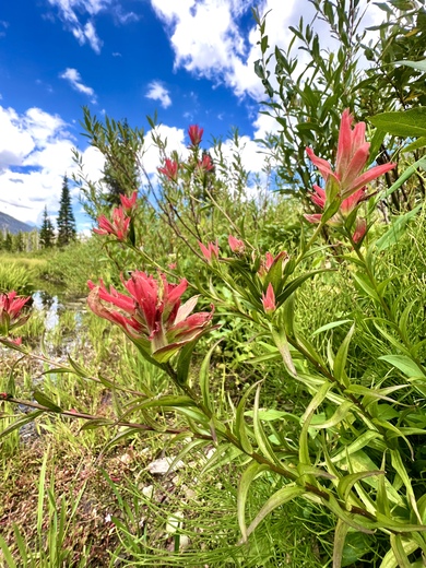 Glacier National Park 
