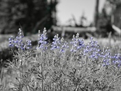 Yellowstone National Park 