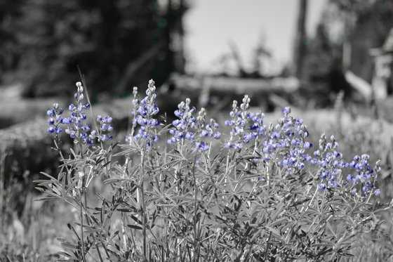 Yellowstone National Park 