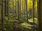 Mount Humphreys, Coconino NF