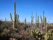 Saguaro National Park