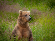 Katmai National Park and Preserve