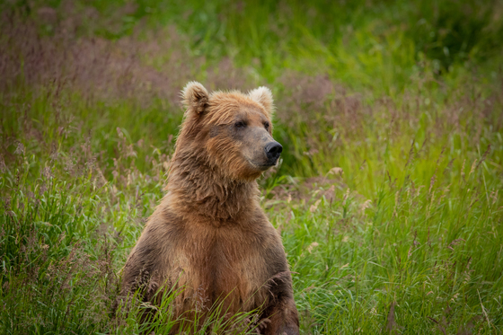 Katmai National Park and Preserve