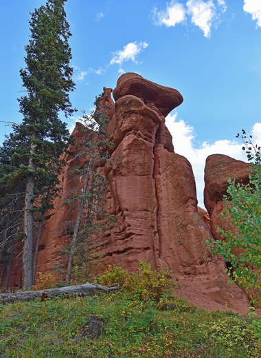 Pike National Forest 