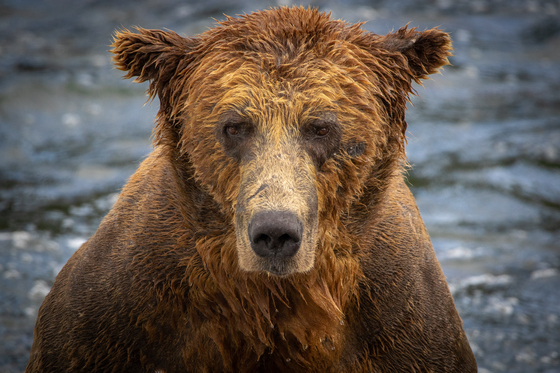 Katmai National Park and Preserve