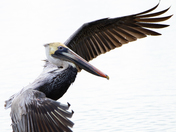 Ding Darling National Wildlife Refuge