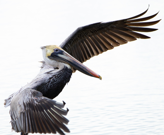 Ding Darling National Wildlife Refuge