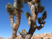 Joshua Tree National Park 