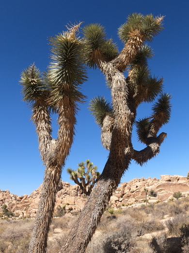 Joshua Tree National Park 