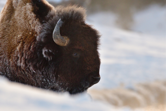 Yellowstone National Park