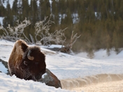 Yellowstone National Park
