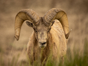 Badlands National Park