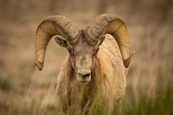 Badlands National Park