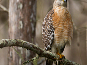 Corkscrew Swamp and Sanctuary