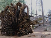 Sequoia National Forest