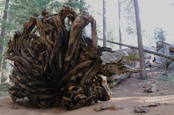 Sequoia National Forest