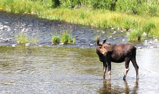 Grand Teton National Park 