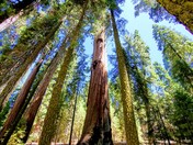 Redwood National Park