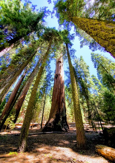 Redwood National Park